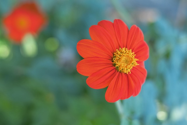 最近灰熊队 最近灰熊队