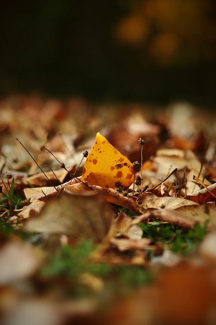 但他的精神 但他的精神